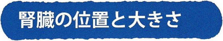腎臓の位置と大きさ
